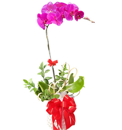 Tet Single Purple Orchid Pot