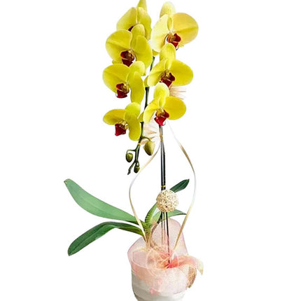 Tet Single Yellow Orchid Pot Vietnam