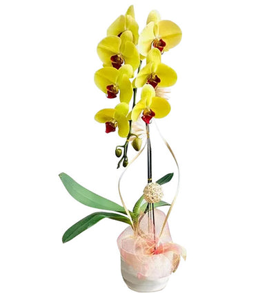 Tet Single Yellow Orchid Pot