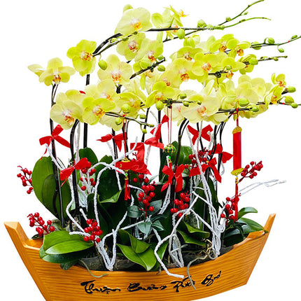 Tet Special Orchids Vietnam