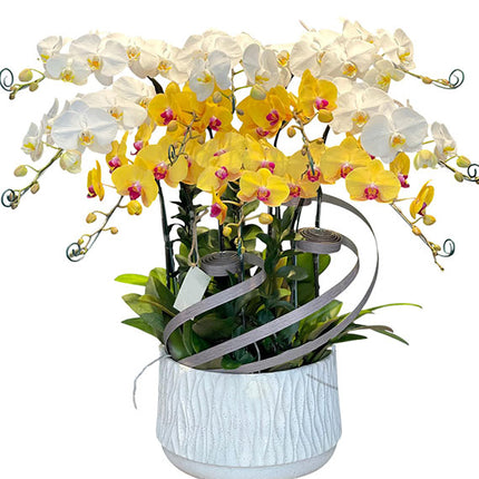 Tet Spring Wealth Orchid Vietnam