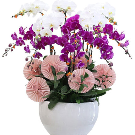 Tet Wealth and Bloom Orchid Vietnam