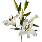 White Lily