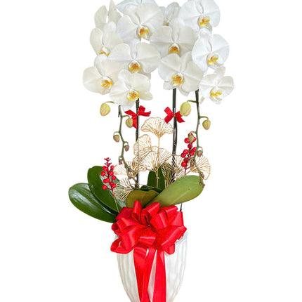 White Orchid Plants For Mom Vietnam