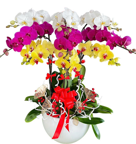 Women’s Day Elegant Orchid Plant Vietnam