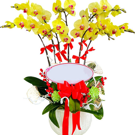 Women’s Day Graceful Orchid Pot Vietnam