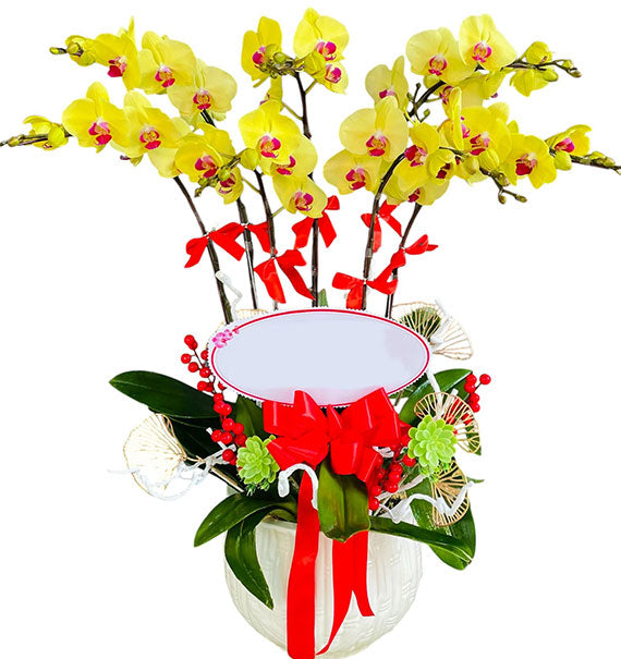 Women’s Day Graceful Orchid Pot Vietnam