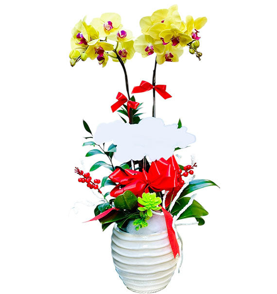 Women’s Day Orchid Gift Vietnam