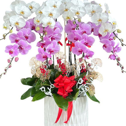 Women’s Day Potted Mixed Orchid Vietnam