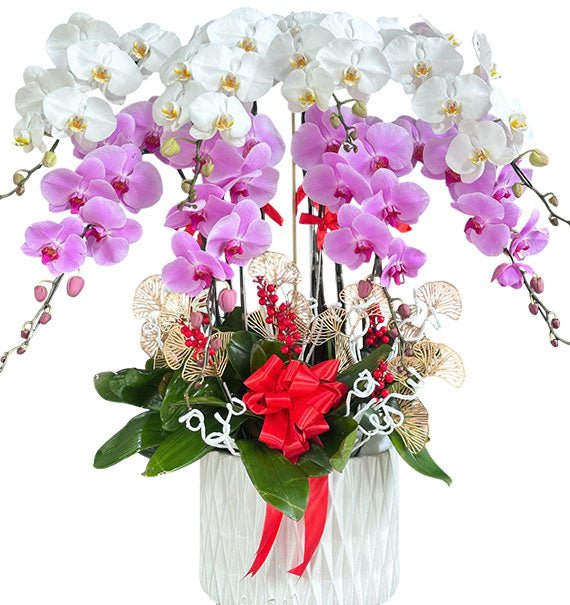Women’s Day Potted Mixed Orchid Vietnam