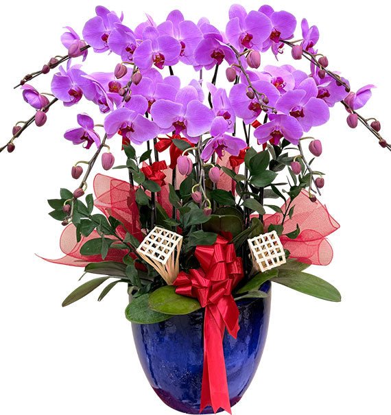 Women’s Day Potted Purple Orchid 08 Branches