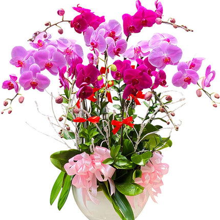 Women’s Day Premium Orchid Pot Vietnam