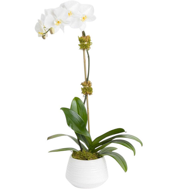 Women’s Day White Orchid In Pot Vietnam