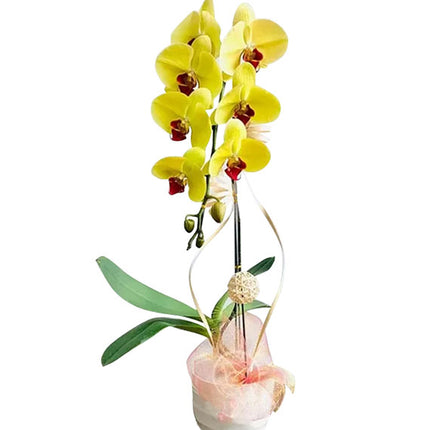 Women’s Day Yellow Orchid In Pot Vietnam