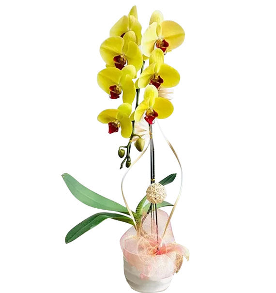 Women’s Day Yellow Orchid In Pot Vietnam