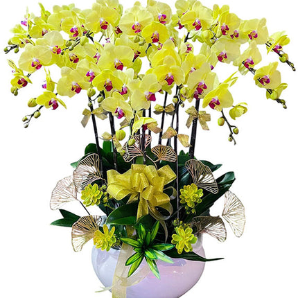 Women’s Day Yellow Phalaenopsis Orchid In Pot Vietnam