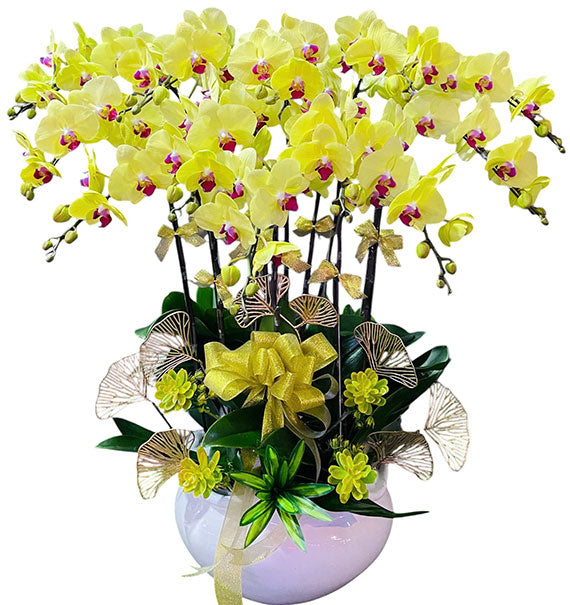 Women’s Day Yellow Phalaenopsis Orchid In Pot Vietnam