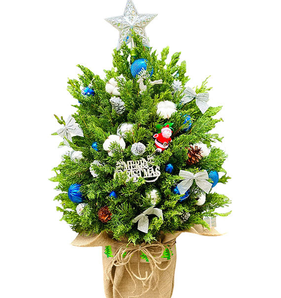 Xmas Tree With Lights Vietnam