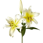 Yellow & White Bicolor Lily