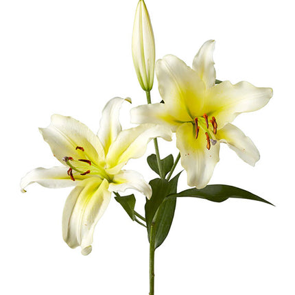 yellow and white bicolor lily