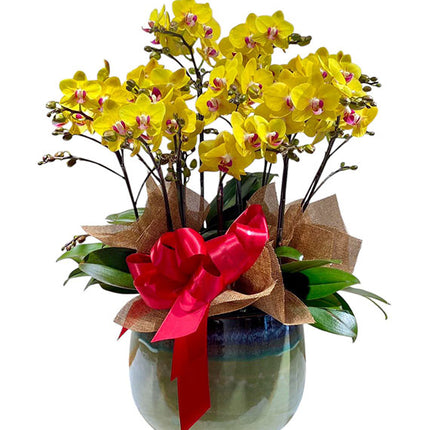 Yellow Mini Moth Orchid Pot Tet Vietnam