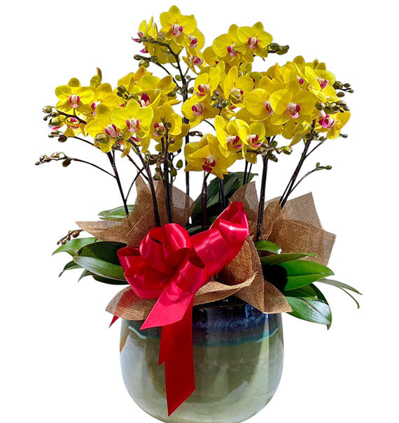 Yellow Mini Moth Orchid Pot Tet Vietnam