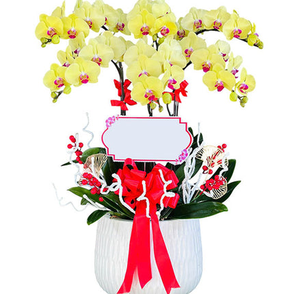 Yellow Orchid In Pot For Mother's Day Vietnam
