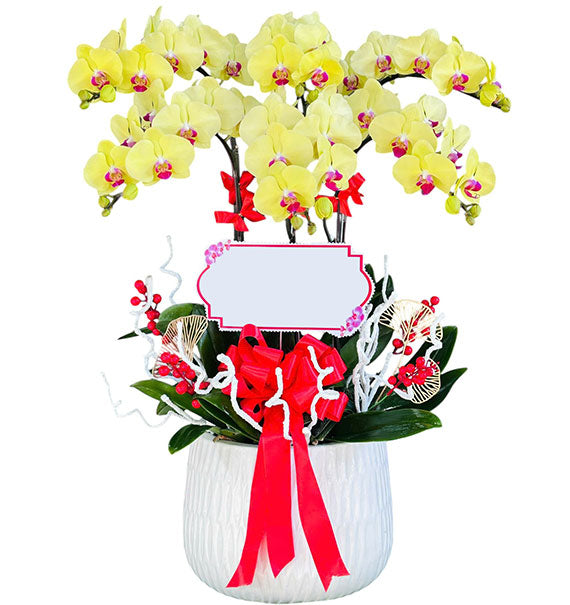 Yellow Orchid In Pot For Mother's Day Vietnam