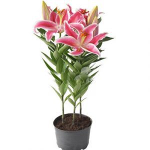 2 pots of pink lilies