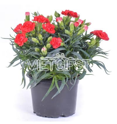 2 pots of red carnation