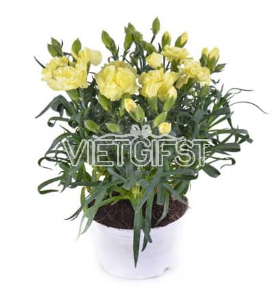2 pots of yellow carnation