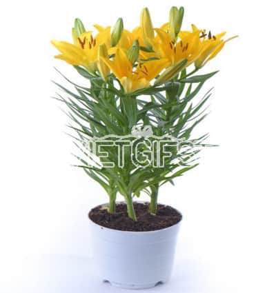 2 pots of yellow lilies