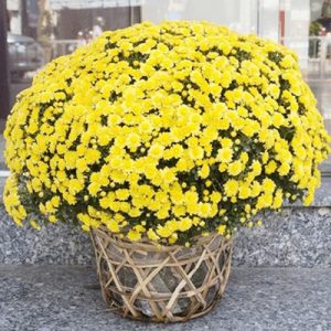 2-pots-of-yellow-mum-chrysanthemum