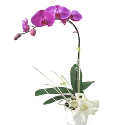 Potted Orchids For Tet 01