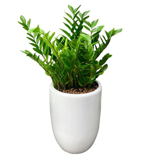 a pot of aroid palm