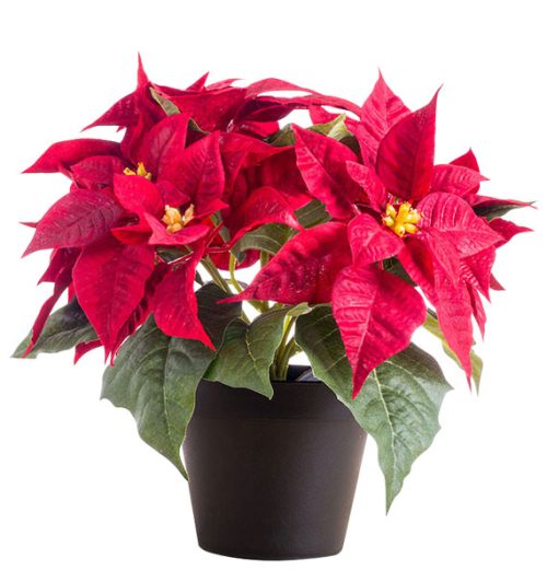 a pot of red poinsettia vietnam