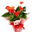 anthuriums-flowers-vietnam