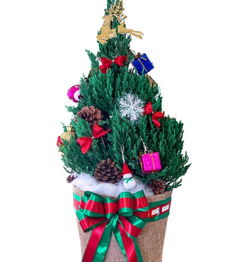 Fresh Christmas Tree 29