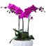 potted-orchids-for-tet-saigonflowers-03