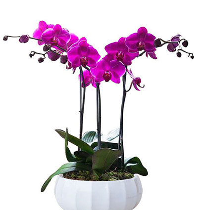 potted-orchids-for-tet-saigonflowers-03