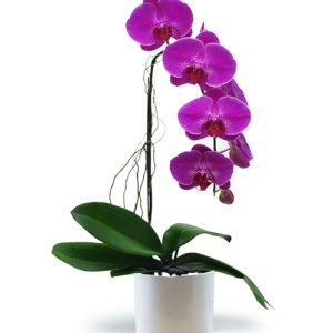 potted-orchids-1-purple-brand