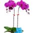 potted-purple-orchid-002-branches-500x531