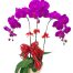 potted-purple-orchid-003-branches-500x531