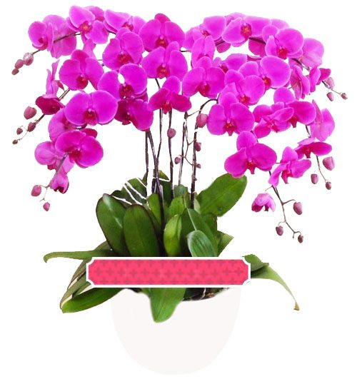 potted-purple-orchid-07-branches-1-500x531