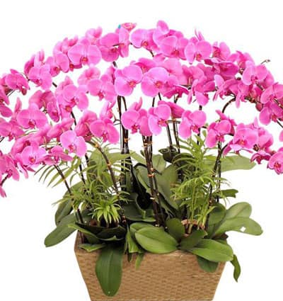 potted purple orchid 10 branches