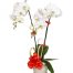 potted-white-orchid-002-branches-500x531