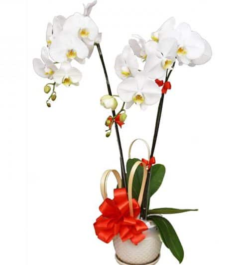 potted-white-orchid-002-branches-500x531