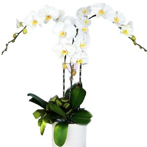 potted-white-orchid-003-branches