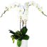 potted-white-orchid-003-branches-500x531