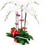 potted-white-orchid-005-branches-500x531